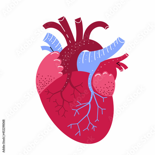Human heart illustration. Vector medicine illustration in cartoon style. Human heart anatomy. Internal organ cute style