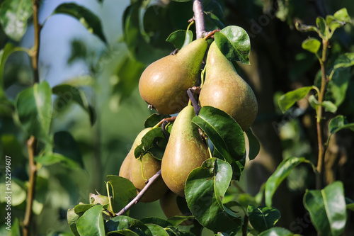 Closeup of fresh ripe pears (pyrus communis abate betel) hanging in tree with green leaves in summer photo
