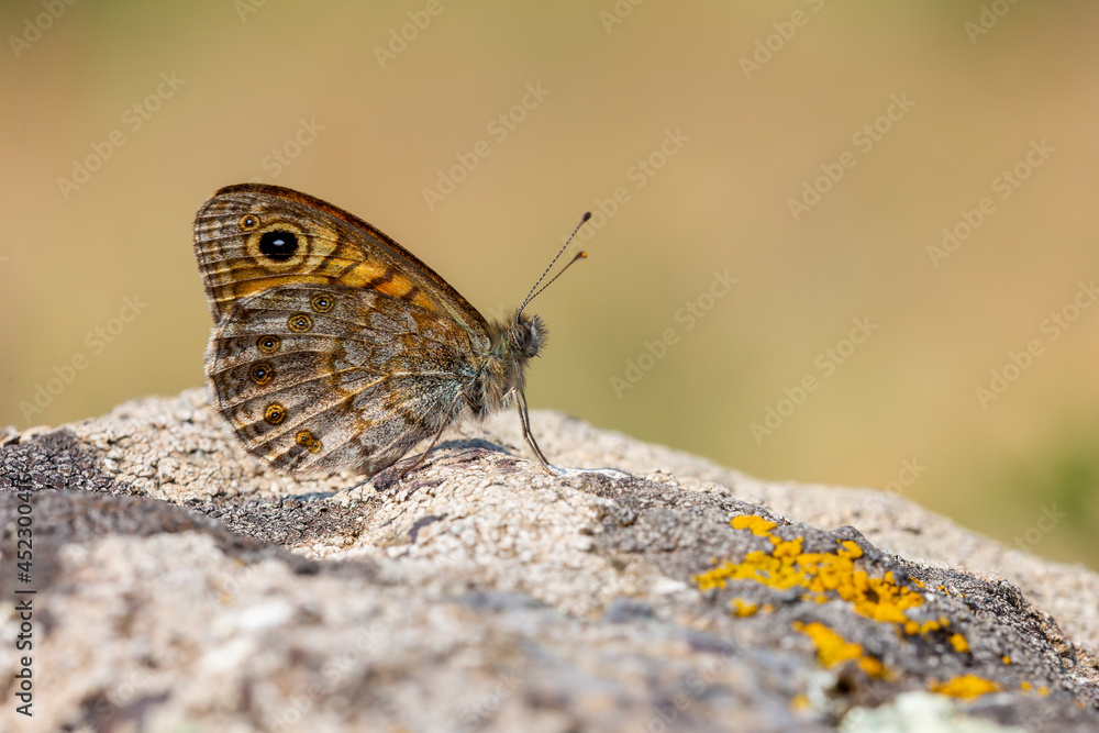 Male Wall brown (Lasiommata megera) on the ground Male Wall brown (Lasiommata megera) on the ground