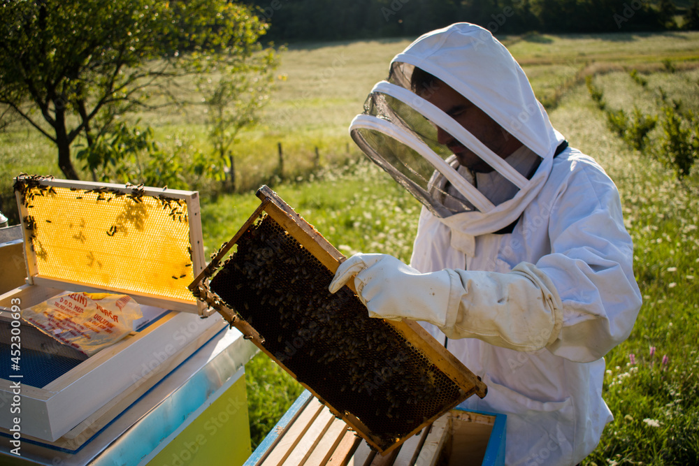 Beekeeper in white beekeeping suit working with bees in apiary, inspecting honeycomb