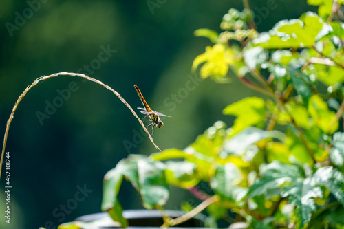 しなった草の先で羽を休める赤とんぼ、アキアカネ © ZUN