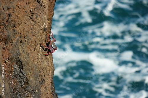 crab of madeira photo