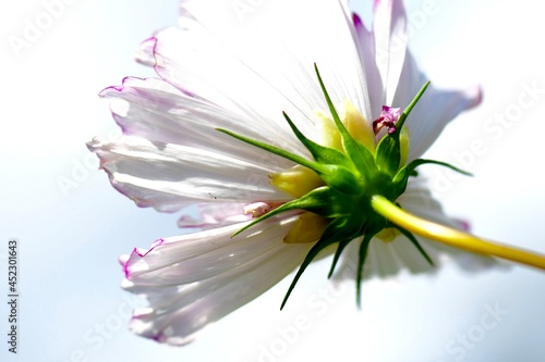 pink flower on a white background