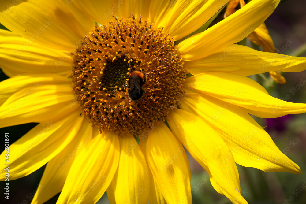 Obraz premium Gelbe Sonnenblume mit Wildbiene, Insekt