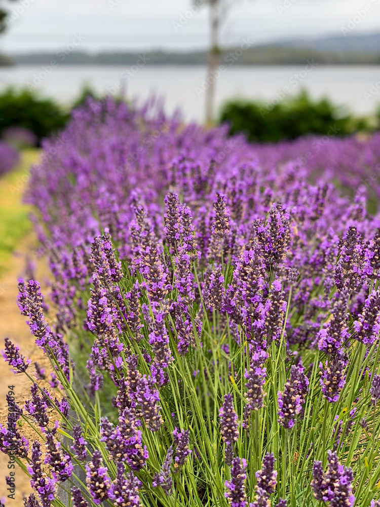 Obraz premium Lavender bush on a lavendar farm with lake in the background. Tasmania Australia. No people.