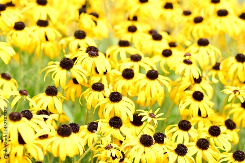 yellow flowers