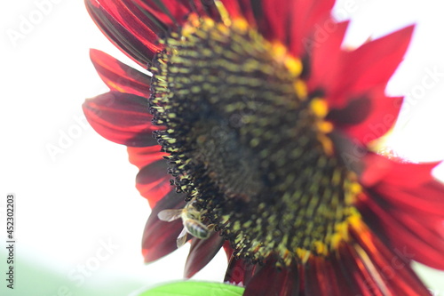 red and yellow flower