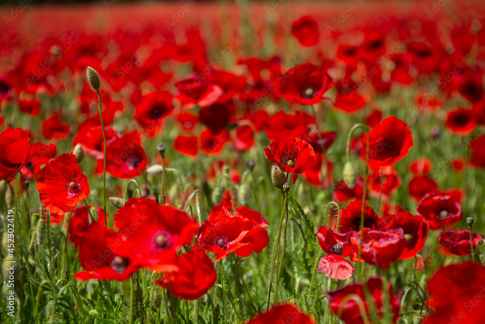Fototapeta premium Coquelicot