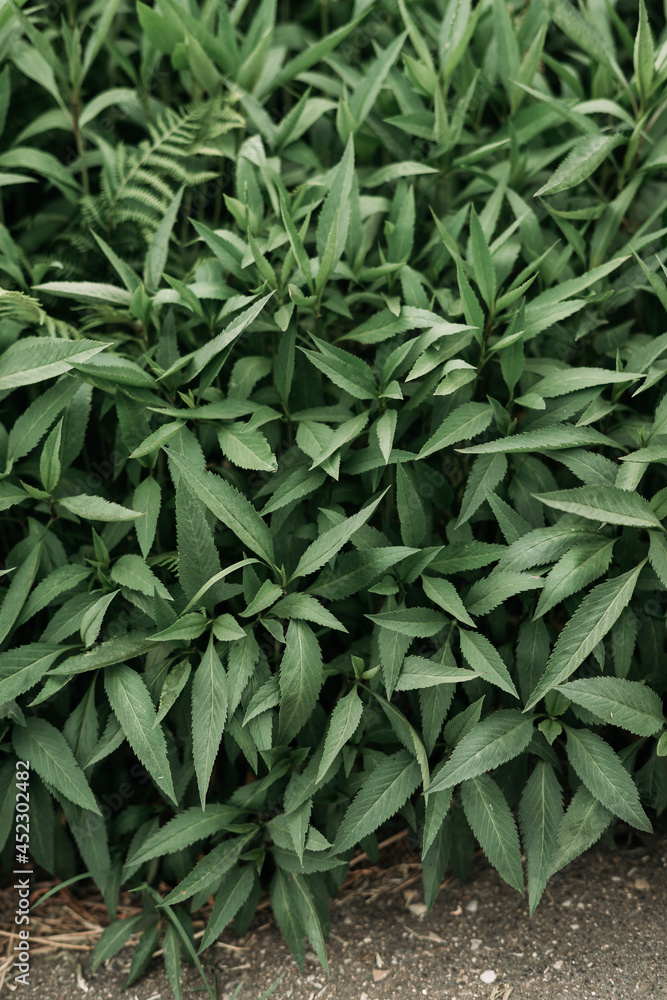 Obraz premium Wild herbs texture - High resolution resource