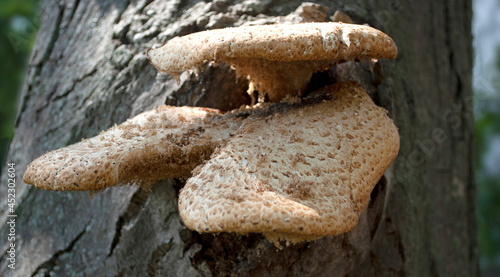 Mushrooms growing on a tree