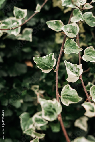 detail of wild climbing plants