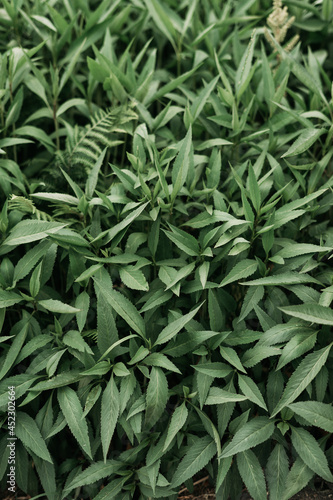 Wild herbs texture - High resolution resource