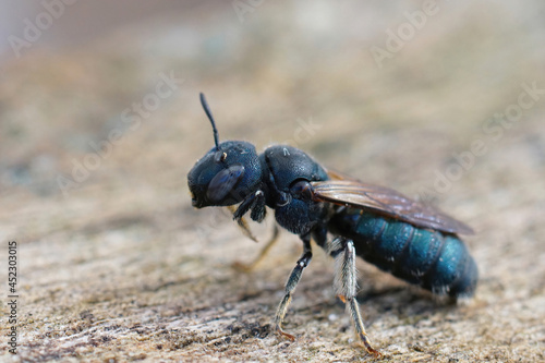 Closeup of one of the largest small carpenter bees, Ceratina Chalcites, in its typical blue color photo