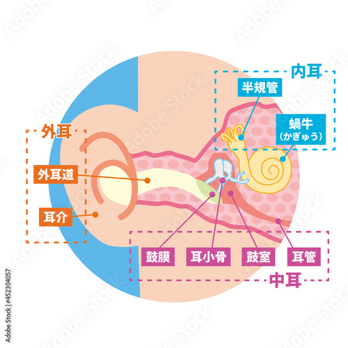 耳の内部の断面イラスト