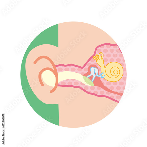 耳の内部の断面イラスト