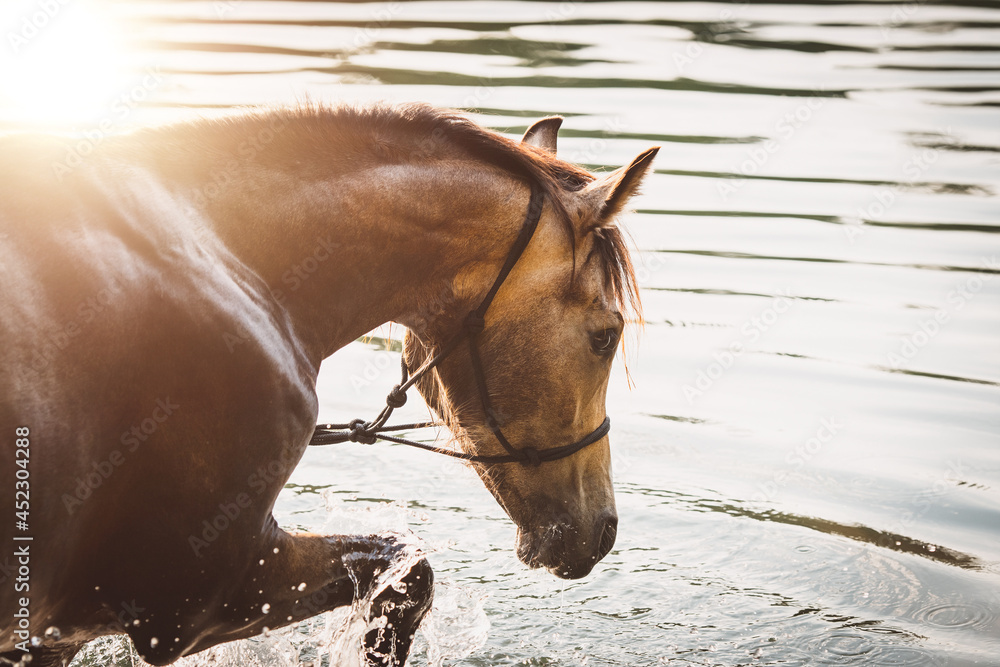 Obraz premium Fohlen / Jungtier im Wasser