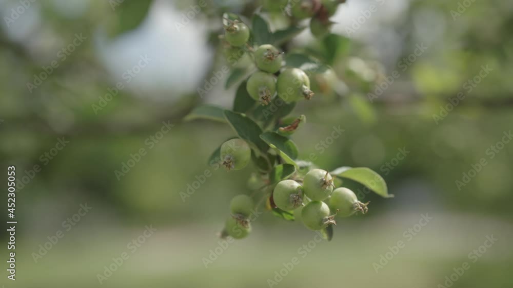 Slow motion handheld shot of apple tree with small green apples on a branch Slow motion handheld shot of apple tree with small green apples on a branch