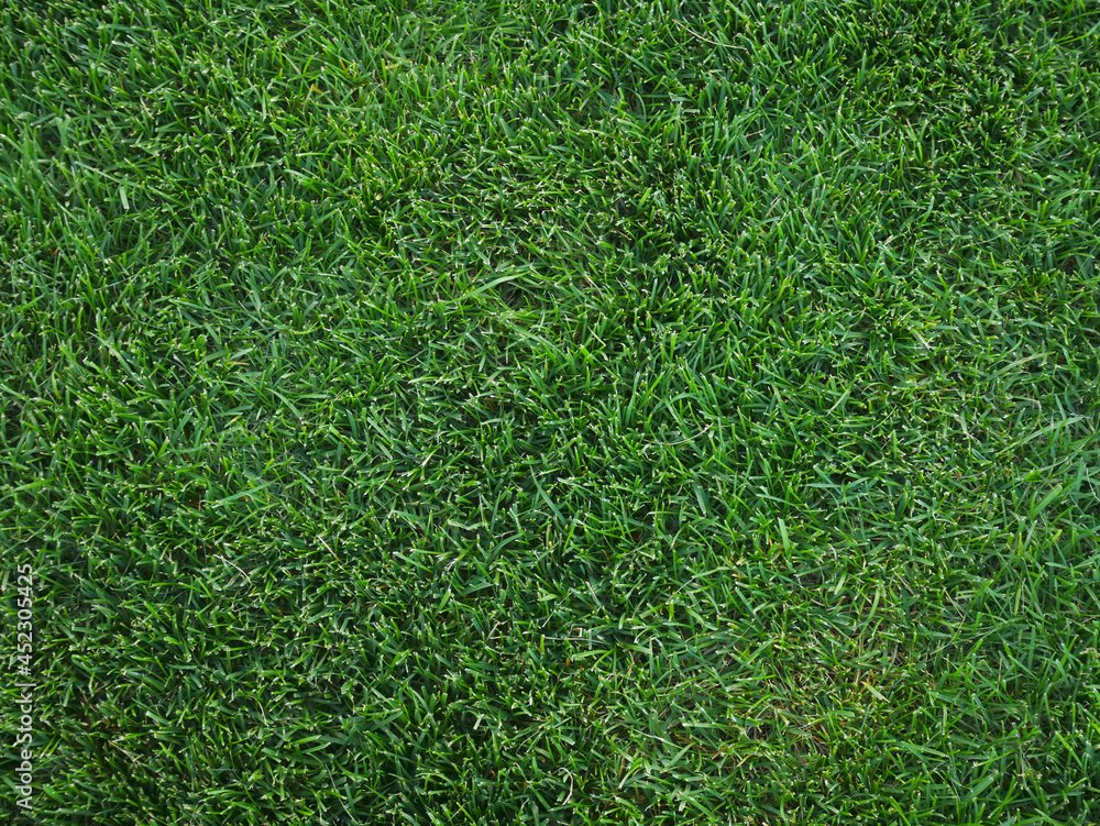The texture of a smooth green mowed lawn. The texture of a smooth green mowed lawn.