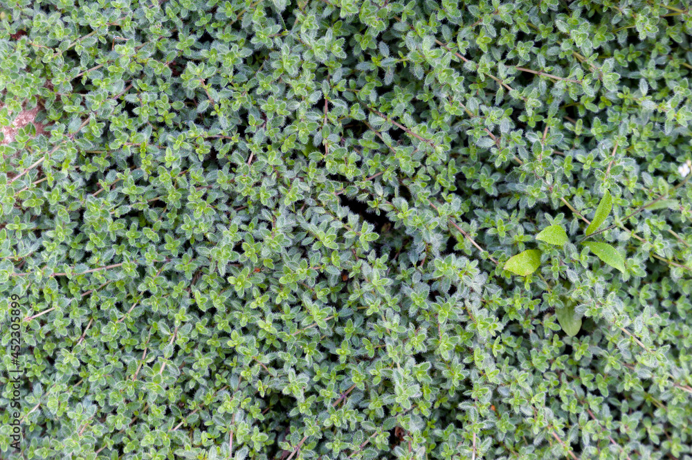Herbal carpet from the thyme plant false-fluffy