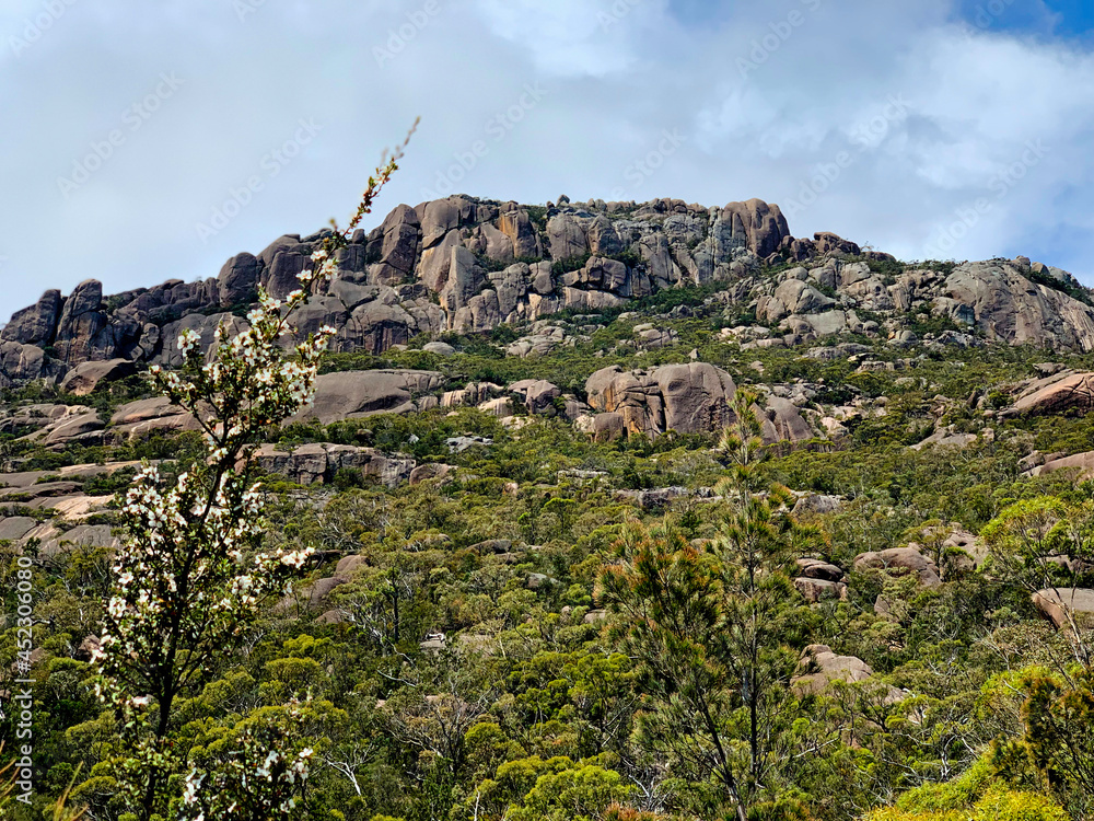 rocky outcrop in Frecinet National Park Tasmania with white flowering plant in foreground. No people