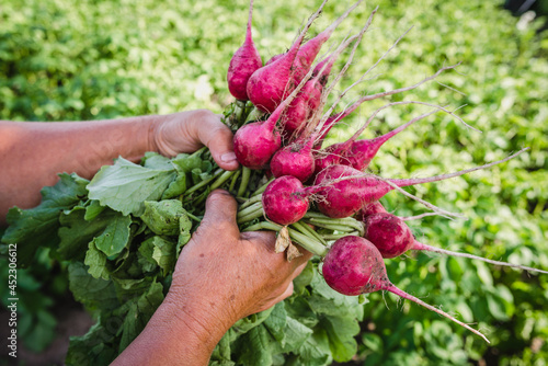 Harvesting radish in the garden. Farmer with freshly harvested vegetables, organic farming concept.