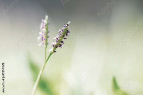Green grass' tiny flowers in macro image. 