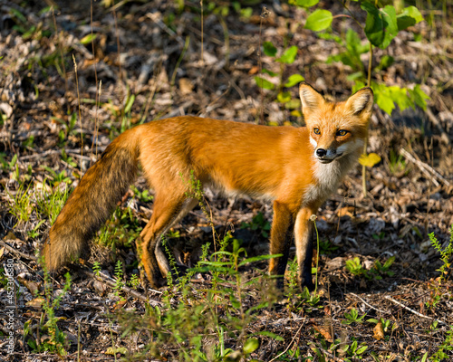 Fotografie Red Fox Stock Photo and Image