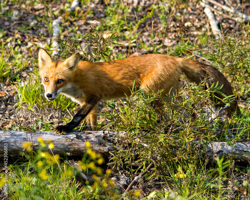 Red Fox Stock Photo and Image. Basking in the late evening sun light in its environment and habitat surrounding with a foliage background and foreground. Fox Picture.