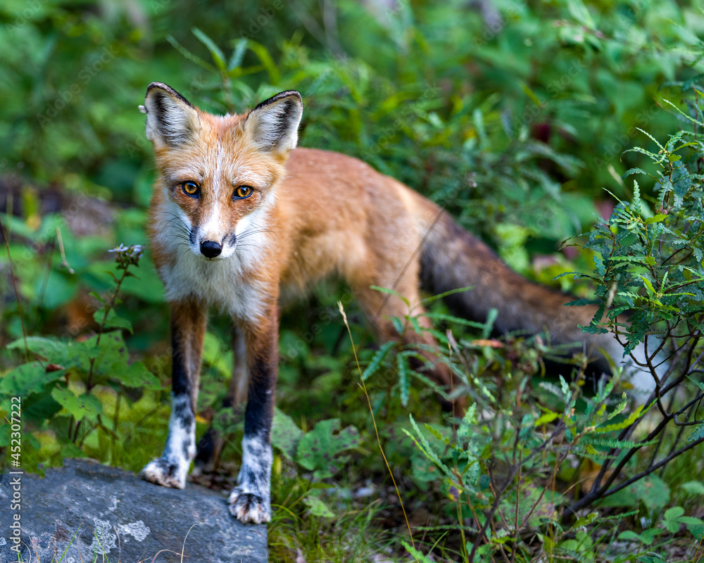 Red Fox Stock Photo and Image. Close-up profile front view standing on a rock and looking at camera with blur foliage background and foreground in its environment and habitat surrounding. Fox Picture.