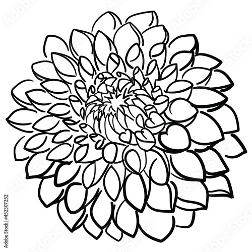 Dahlia flower. Vector black and white line drawing of dahila. Line art, sketch, hand drawn illustration