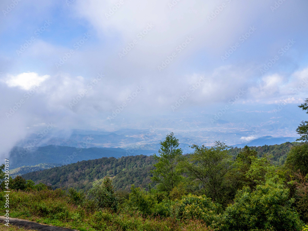 The big white foggy and .pine at the big mountain, Doi Inthanon Chiang Mai, Thailand.