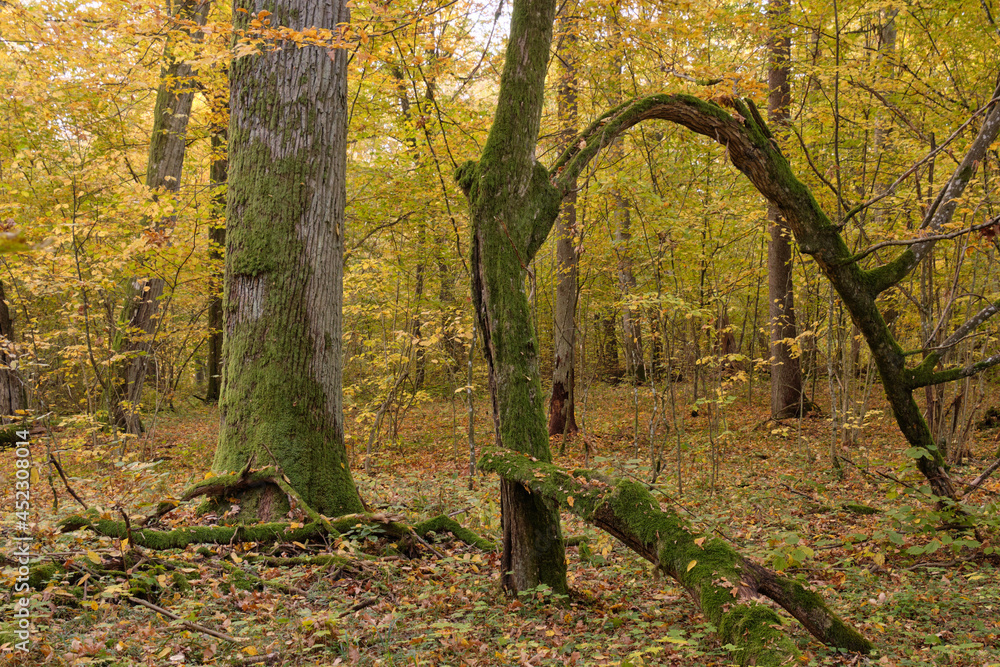 Fototapeta premium Hornbeam trees and broken spruce lying behind