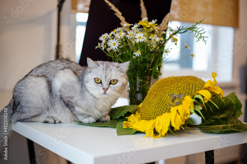 Funny fluffy cat and sunflower. Photo with an autumn mood.