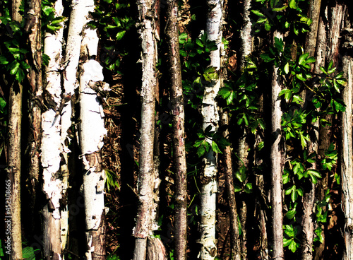 Background of Birch Trunks with Leaves