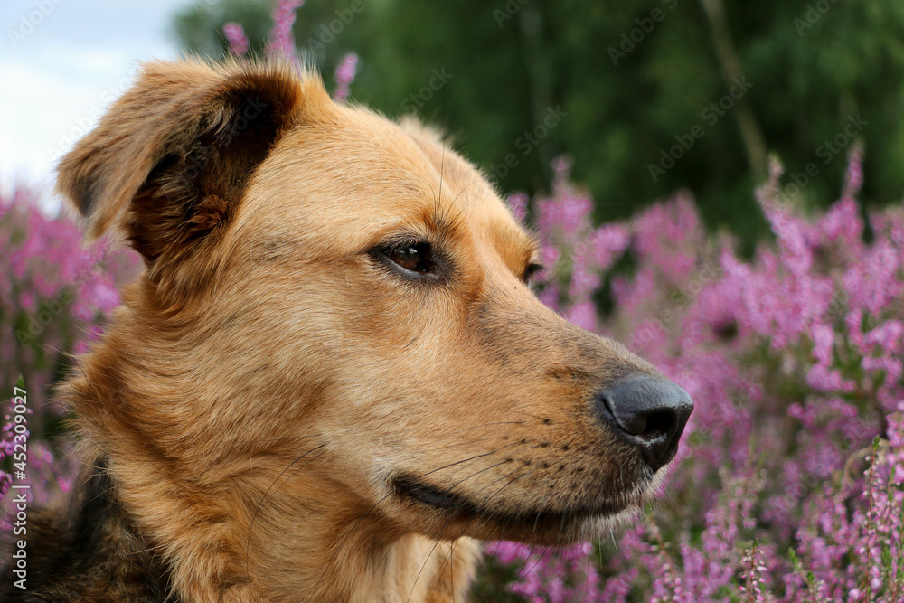 beautiful mixed sheperd head portrait in a heather field