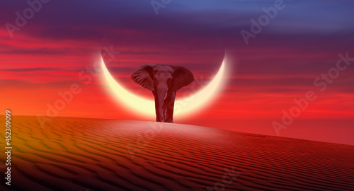 Fototapeta Naklejka Na Ścianę i Meble -  An African elephant walking on the sand dune with moon at dusk