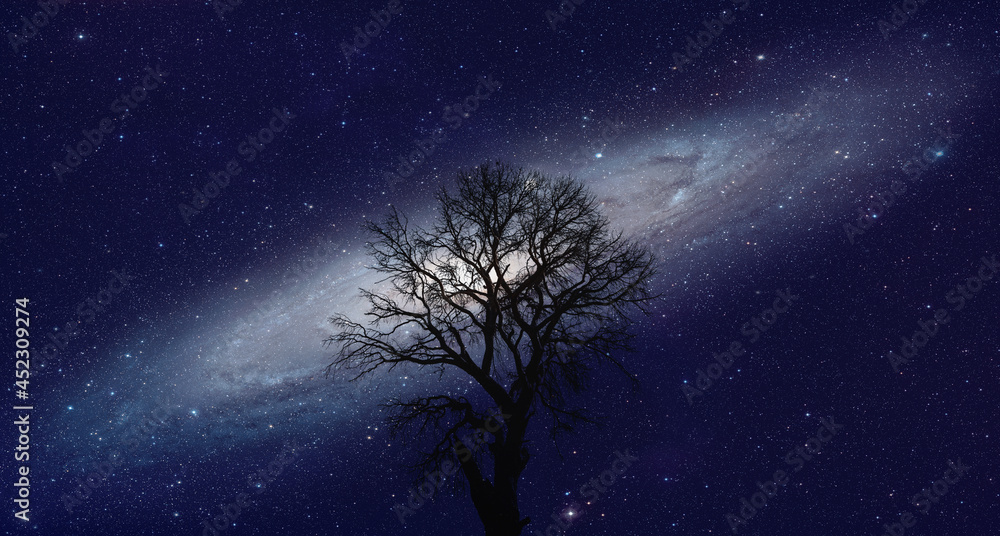 Lone dead tree with amazing Andromeda  Galaxy at sunset 