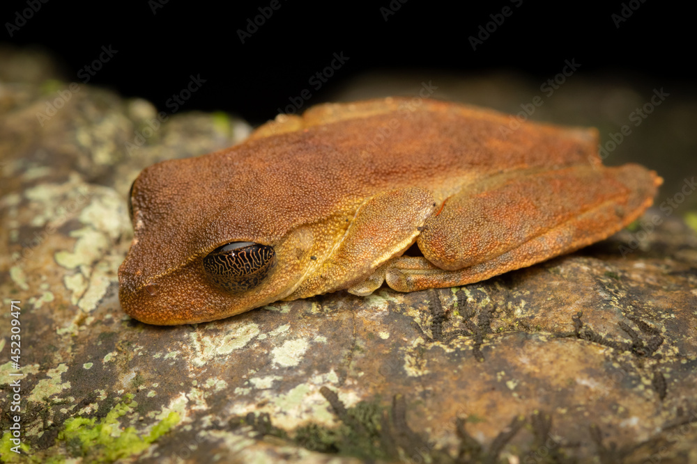 Naklejka premium ICUN endangered Australian lace-lid (Litoria dayi) overhead full body shot. Cairns, Queensland, Australia.