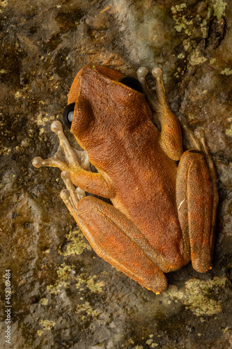 ICUN endangered Australian lace-lid (Litoria dayi) overhead full body shot. Cairns, Queensland, Australia. photo