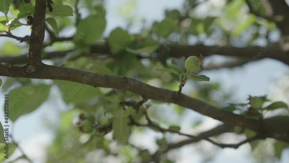 Slow motion handheld shot of apple tree with small green apples on a branch Slow motion handheld shot of apple tree with small green apples on a branch