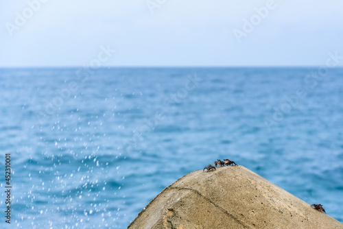 Sea crabs on the seashore with defocused wave