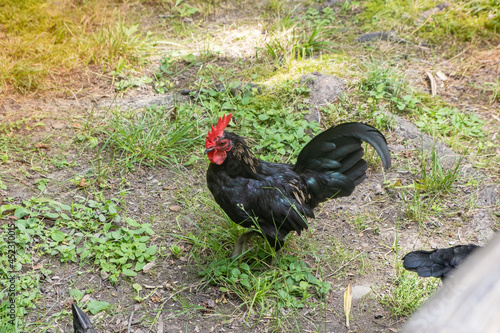 Black hen cock rooster free range in farm