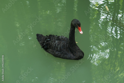 A black swan floats on the water of the lake