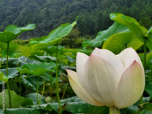 white water lily