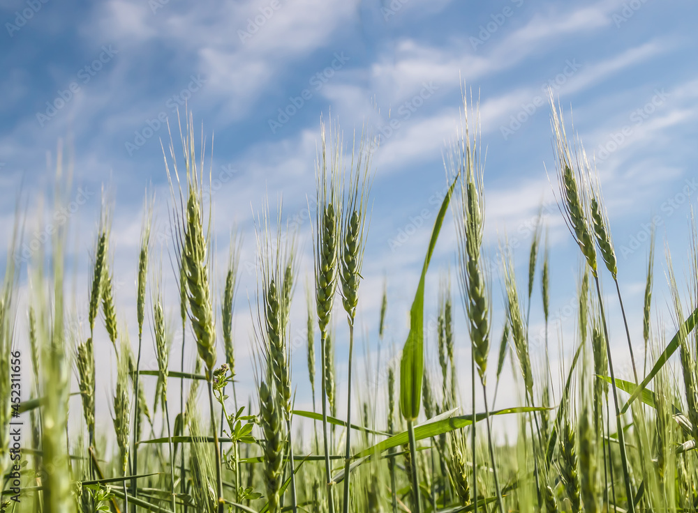 Green wheat field against spring sky background.