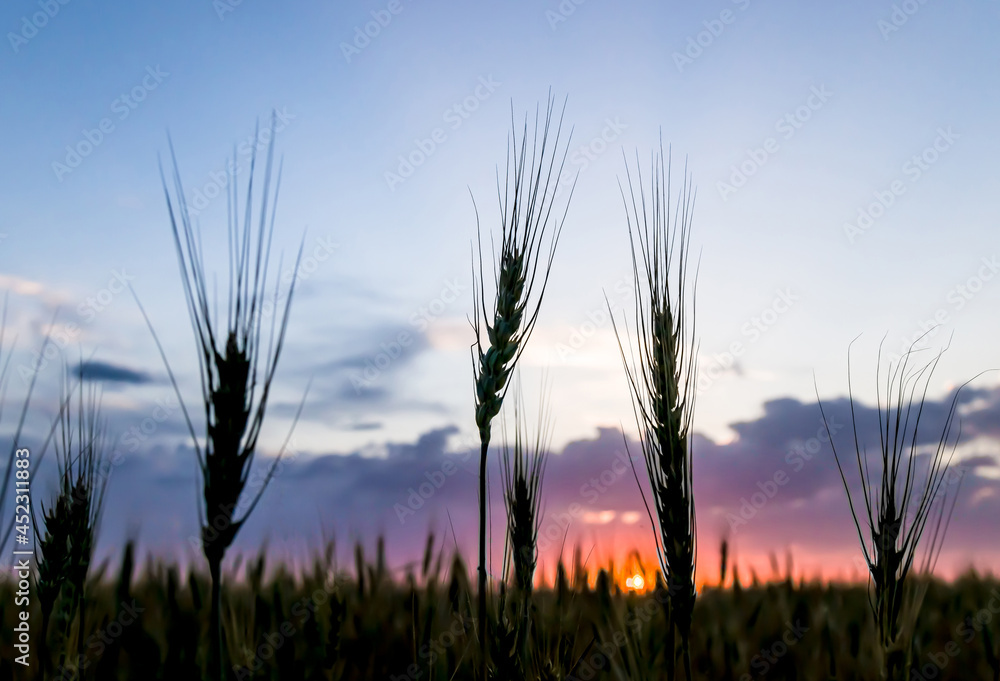 Silhouettes of ears of wheat in a field during sunset against the backdrop of a picturesque yellow sky Silhouettes of ears of wheat in a field during sunset against the backdrop of a picturesque yellow sky