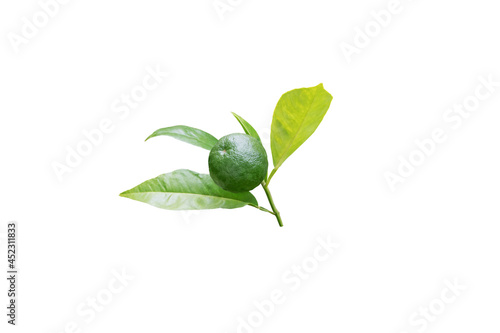 Orange tree branch with leaves and green unripe fruit