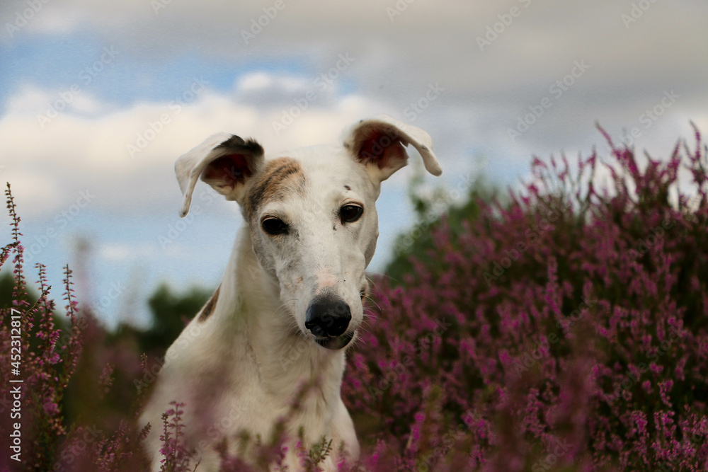 beautiful Galgo head portrait sits in a field of pink heather beautiful Galgo head portrait sits in a field of pink heather