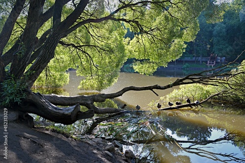 Fototapeta Naklejka Na Ścianę i Meble -  tree in the water