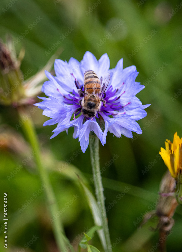 Biene auf blauer Kornblume Biene auf blauer Kornblume